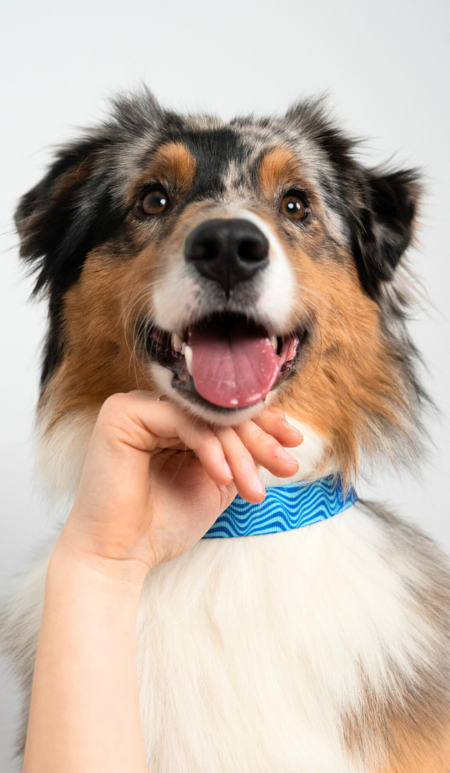 Hund der eine Hand unter dem Kinn hat und nachdenklich wirkt. Er trägt ein blaues personalisiertes Hundehalsband.