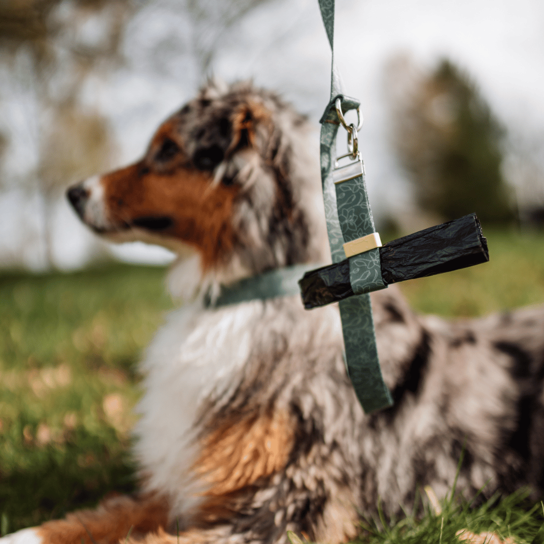 Australian Shepherd im Hintergrund Kotbeutelhalter an Hundeleine befestigt