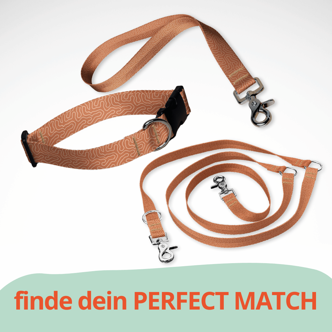 Set aus dreifach verstellbarer Hundeleine und Hundehalsband mit kostenloser Personalisierung mit Scherenkarabiner, braunes Fineline