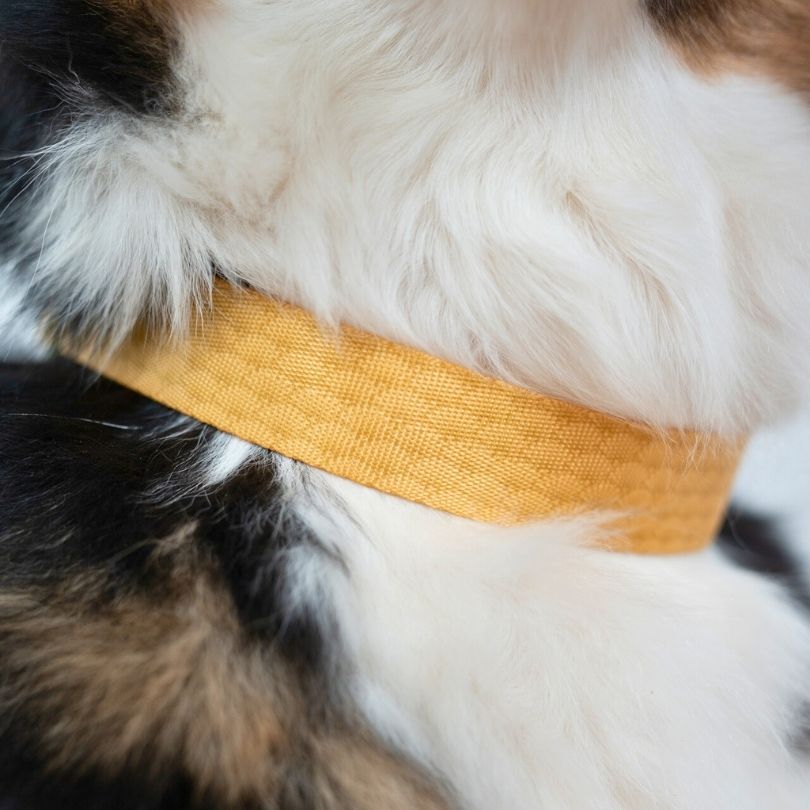Personalisiertes Hundehalsband in Nahaufnahme, getragen von einem Australian Shepherd Hund in goldenem Kiseki Muster von sheppie