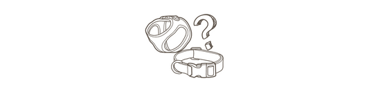 Geschirr oder Halsband: Was ist besser?