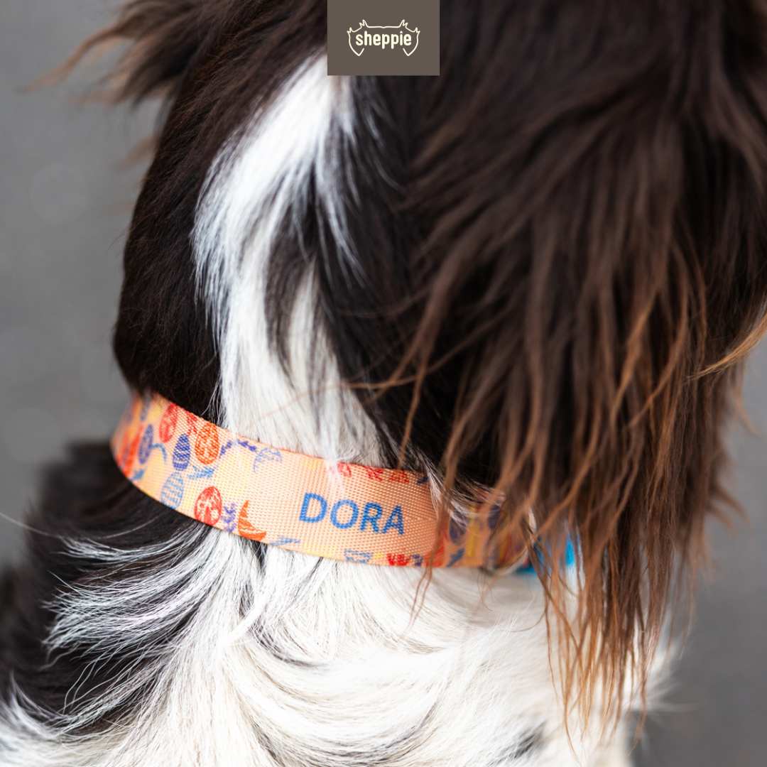 Ein Müsterländer Hund trägt das personalisierbare Oster Hundehalsbands mit Beispiel Name und Telefonnummer in blau und orange