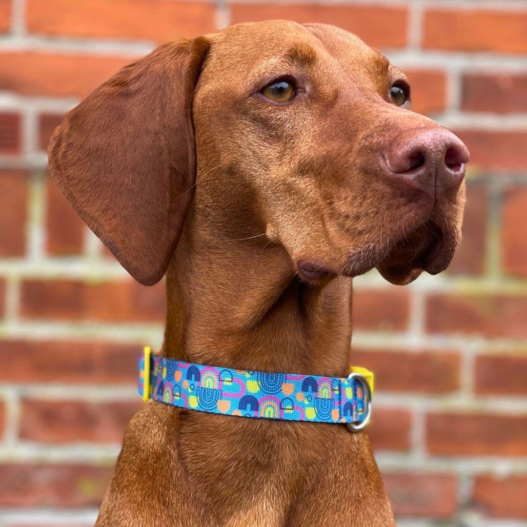 Lupine Combo Hundehalsband – Mit Muster, Verstellbar 48,6-68,6 Cm, Limit-Slip Martingale-Stil