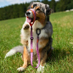 Australian Shepherd sitzt auf einer Wiese und hält eine pink-orange Hundeleine mit Neoprenpolster um das Maul, der Hund trägt ein passendes pink-lila Hundehalsband mit Punkten und winkt in die Kamera.