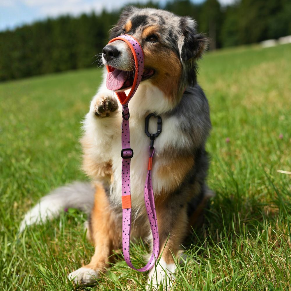 Australian Shepherd sitzt auf einer Wiese und hält eine pink-orange Hundeleine mit Neoprenpolster um das Maul, der Hund trägt ein passendes pink-lila Hundehalsband mit Punkten und winkt in die Kamera.
