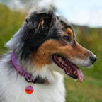 Australian Shepherd in Blue Merle mit pink-lila Hundehalsband mit schwarzen Punkten auf einer grünen Wiese, am Halsband hängt eine runde orange Hundemarke mit Name „Lisbeth“.