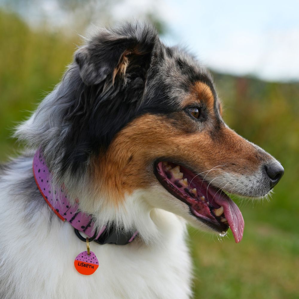 Australian Shepherd in Blue Merle mit pink-lila Hundehalsband mit schwarzen Punkten auf einer grünen Wiese, am Halsband hängt eine runde orange Hundemarke mit Name „Lisbeth“.