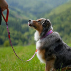 Australian Shepherd sitzt auf einer Wiese vor grüner Berglandschaft und trägt ein pink-lila Hundehalsband mit schwarzen Punkten, daran befestigt ist eine passende Hundeleine in Pink und Orange.