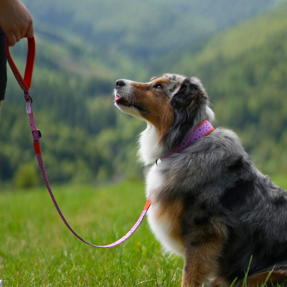 Australian Shepherd sitzt auf einer Wiese vor grüner Berglandschaft und trägt ein pink-lila Hundehalsband mit schwarzen Punkten, daran befestigt ist eine passende Hundeleine in Pink und Orange.