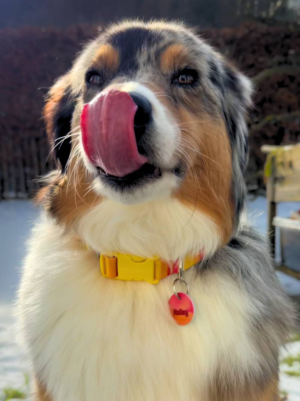Australian Shepherd mit personalisierter Acryl Hundemarke am Halsband, leise und klimperfrei, individuelles Namensschild für Hunde