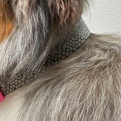 Personalisiertes Hundehalsband in Nahaufnahme, getragen von einem Australian Shepherd Hund in Animal Print Schlange von sheppie