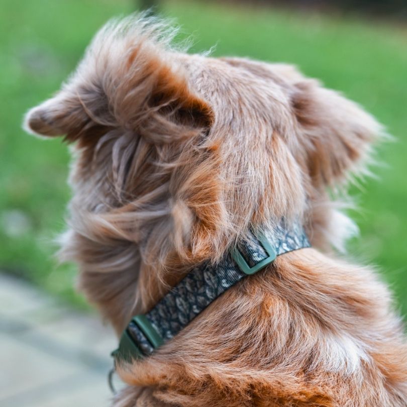 Personalisiertes Hundehalsband in Nahaufnahme, getragen von einem Australian Shepherd Hund in Jagd Camouflage von sheppie