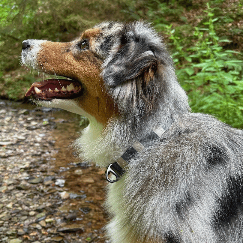 Ein Australian Shepherd trägt ein Hundehalsband. Nahaufnahme des Halsbands in den Farben grau, beige gestreift.