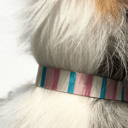 Ein Australian Shepherd trägt ein Hundehalsband. Nahaufnahme des Halsbands in den Farben pastell pink, blau gestreift.