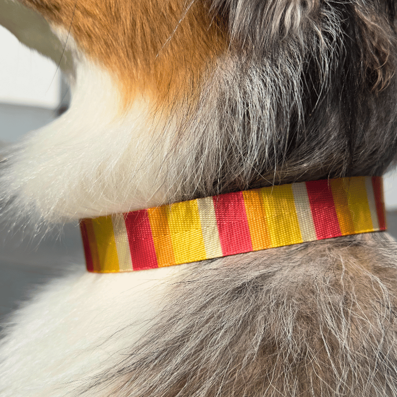 Ein Australian Shepherd trägt ein Hundehalsband. Nahaufnahme des Halsbands in den Farben orange, rot, gelb gestreift.