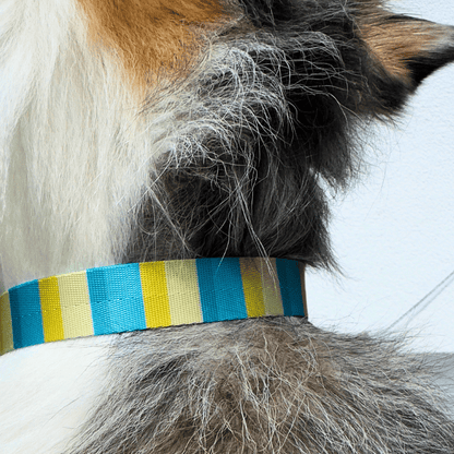 Ein Australian Shepherd trägt ein Hundehalsband. Nahaufnahme des Halsbands in den Farben gelb, blau gestreift.