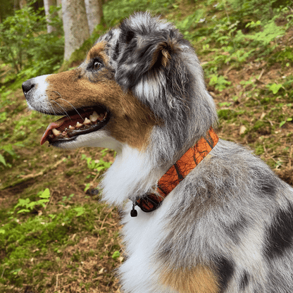 Ein Australian Shepherd trägt ein Hundehalsband. Nahaufnahme des Halsbands in der Farbe orange Tarnmuster, für die Jagd.