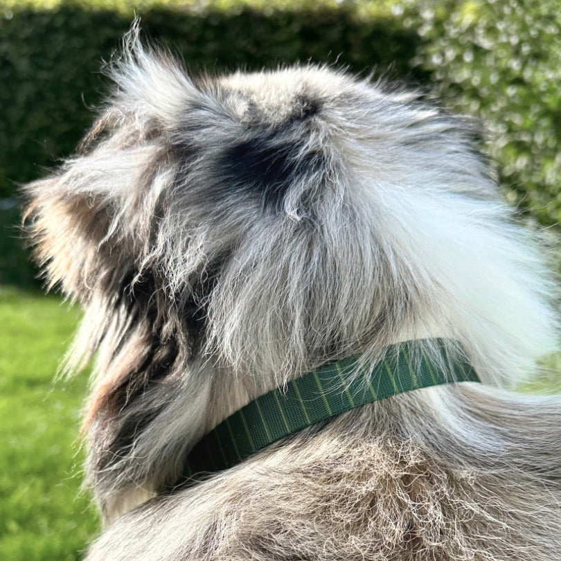 Hundehalsband mit grün gestreiftem Muster und Klickverschluss, Magnetverschluss bzw. Zugstopp, getragen von einem Australian Shepherd