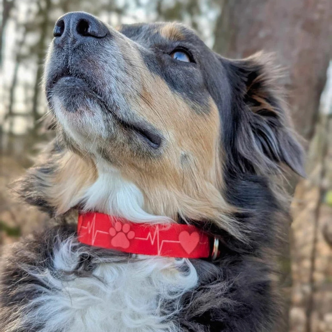 Hund (Australian Shepherd) trägt das Herzschlag Hundehalsband „EKG Pfote“ – rotes Halsband mit Herzen und Pfoten, exklusiv bei Sheppie