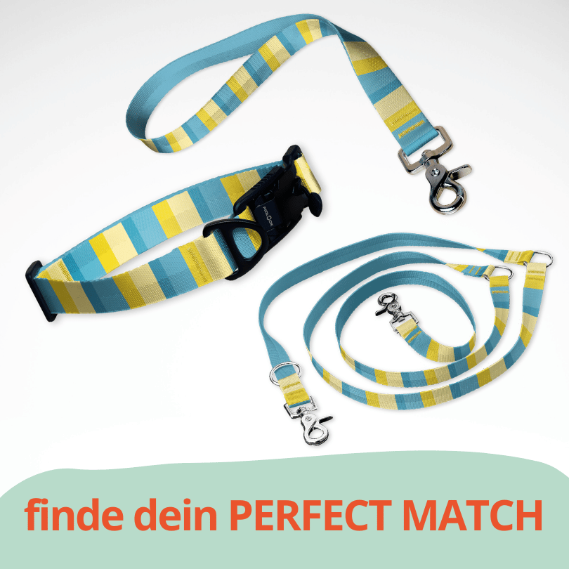 Set mit Hundehalsband mit FIDLOCK Magnetverschluss, Kurzführer und Leine. Ein sommerliches Muster in gelb, blau gestreift.