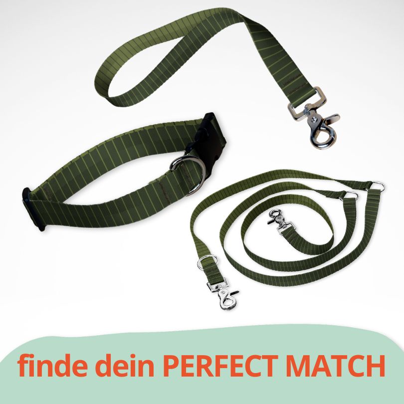 Set mit Hundehalsband mit Klickverschluss, Kurzführer und Leine. Grün