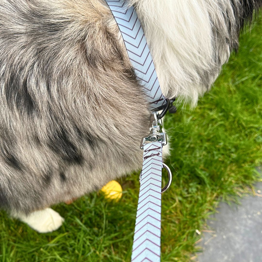 Hundeleine und Hundehalsband in lila blau, an einem Australian Shepherd
