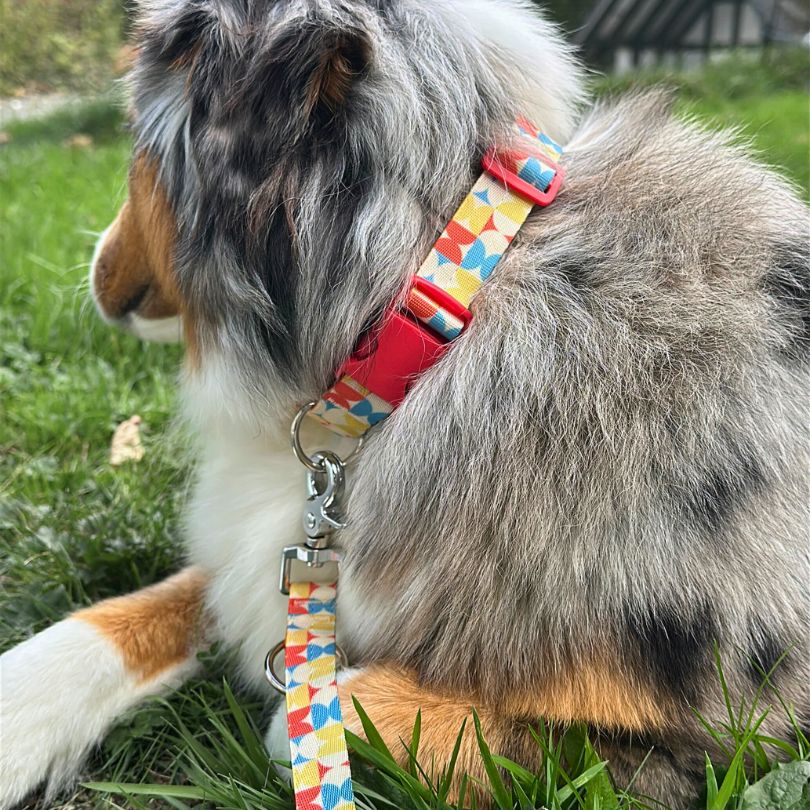 Bunt Geometrisches Hundehalsband mit Klickverschluss, Magnetverschluss und Zugstopp, am Hals eines Australian Shepherds