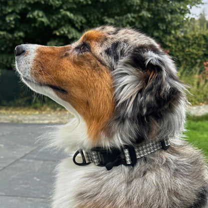 Hundehalsband mit klassischem Hahnentrittmuster und Klickverschluss, Magnetverschluss bzw. Zugstopp, getragen von einem Australian Shepherd