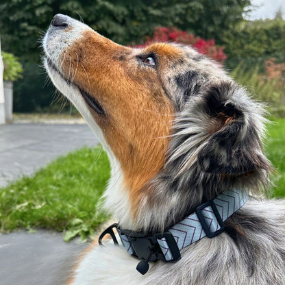 Nahaufnahme eines Hundehalsbands mit Magnetverschluss, am Hals eines Australian Shepherds - hellblau mit lila Pfeilen