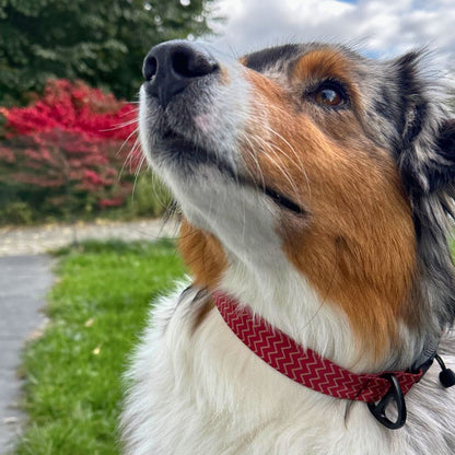 Hundehalsband mit Klickverschluss, Magnetverschluss und Zugstopp Halsband, am Hals eines Australian Shepherds - rote Zacken