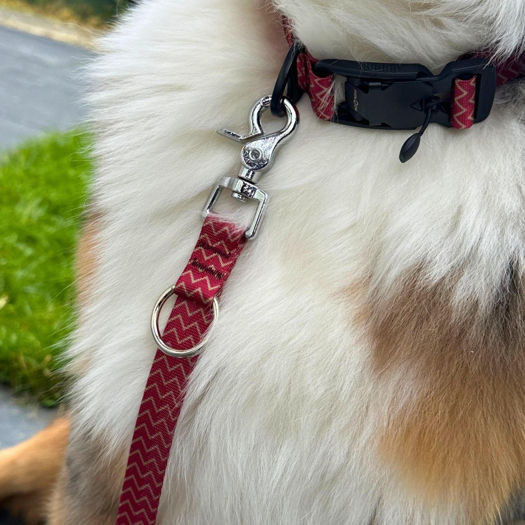 Hundeleine in rot mit Zacken an einem Australian Shepherd