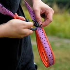 Nahaufnahme einer pink-lila Hundeleine mit schwarzen Punkten und orangefarbenem Neopren-Polster, eine Person befestigt einen schwarzen Karabiner an der Leine. Geeignetes Produktbild für handgemachte Hundeleine und passendes Hundezubehör.
