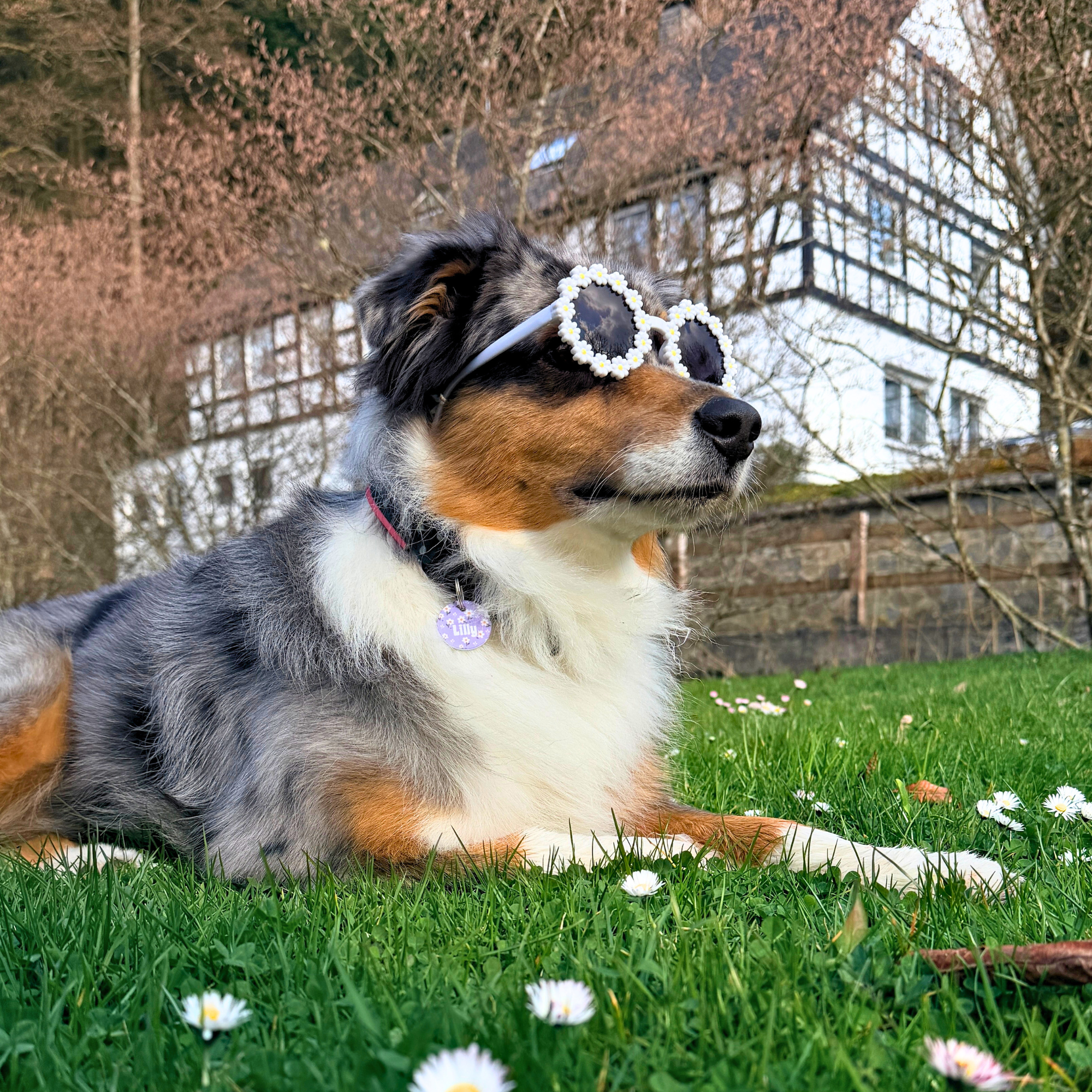 Australian Shepherd liegt auf Wiese und trägt personalisierte Acryl Hundemarke mit Gänseblümchen Design am Halsband