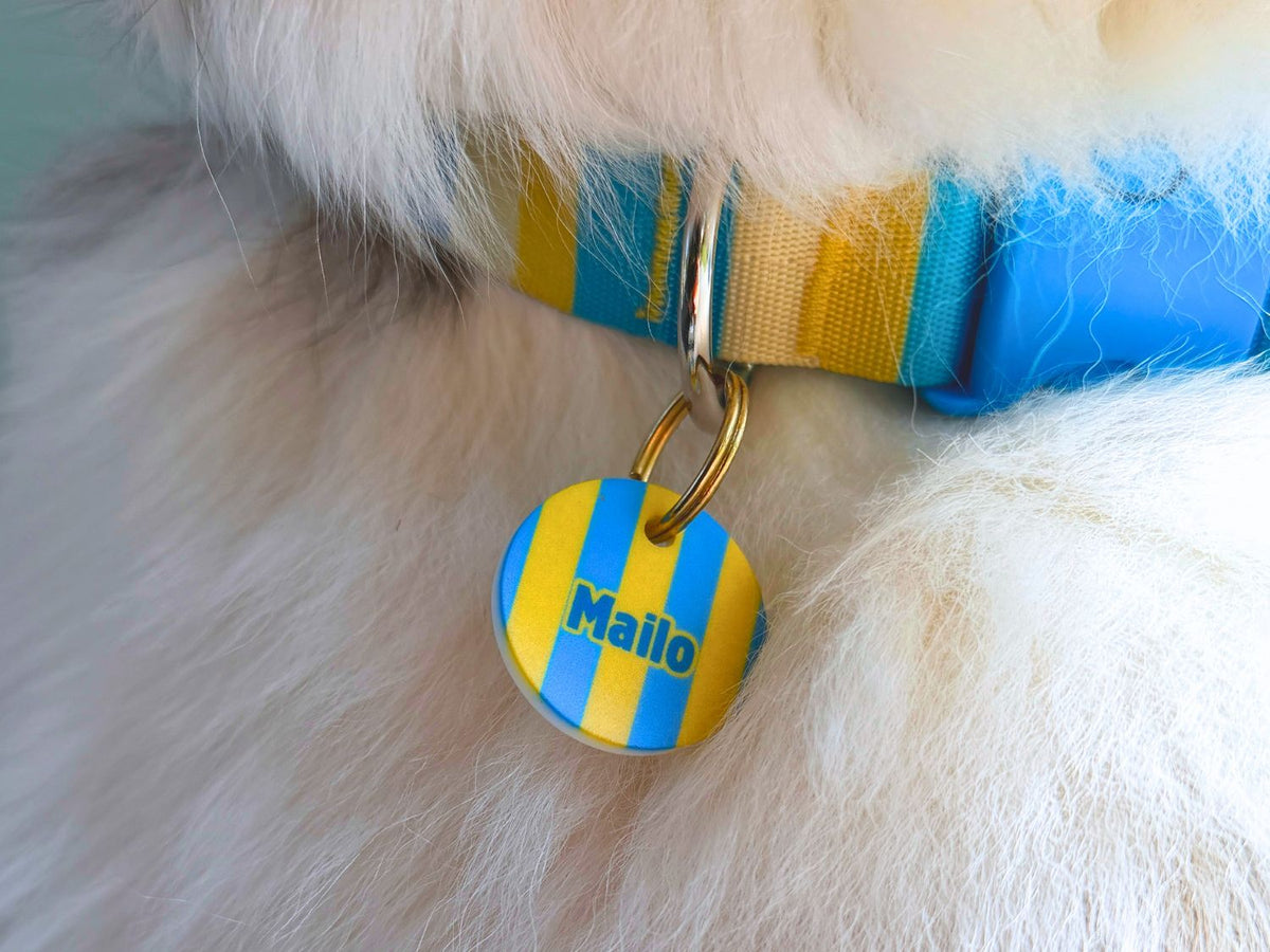Nahaufnahme einer personalisierten gelb-blau gestreiften Acryl-Hundemarke mit Name „Mailo“, befestigt an einem türkis-gelb-beigen Hundehalsband mit blauem Verschluss und getragen von einem Hund mit weißem Fell.