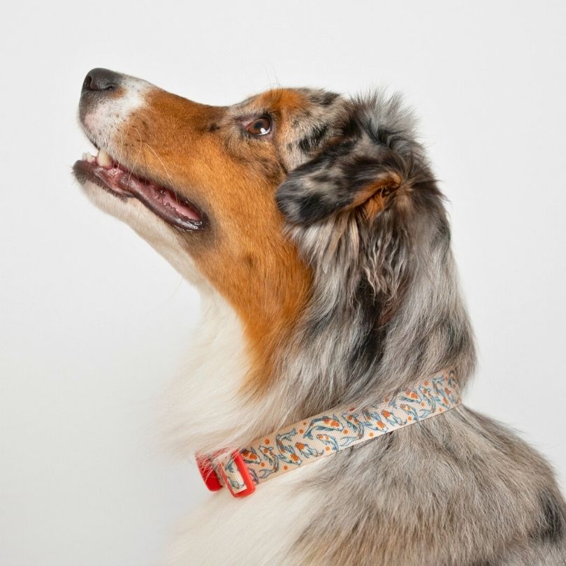 Personalisiertes Hundehalsband in Nahaufnahme, getragen von einem Australian Shepherd Hund mit japanischen Koi Fischen von sheppie