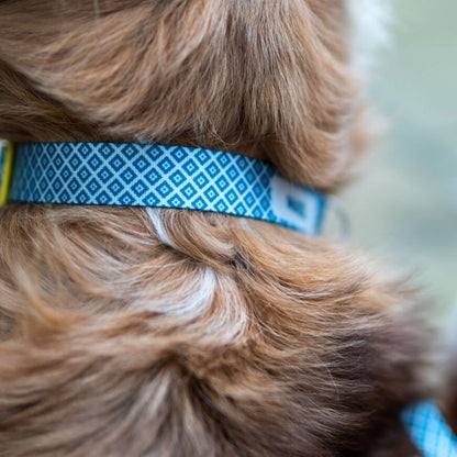 Personalisiertes Hundehalsband in Nahaufnahme, getragen von einem Australian Shepherd Hund in blau weiss von sheppie