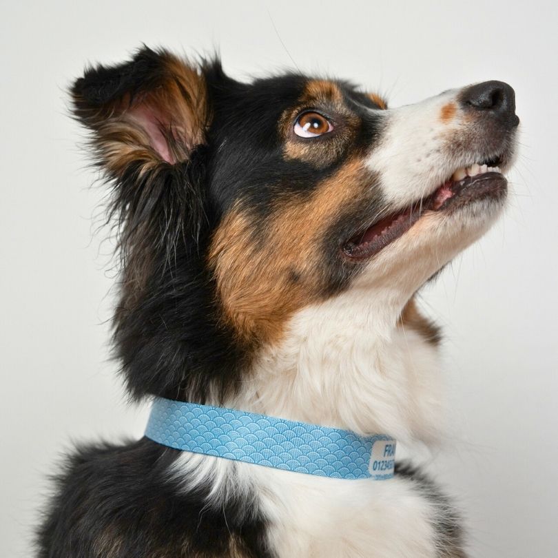 Personalisiertes Hundehalsband in Nahaufnahme, getragen von einem Australian Shepherd Hund in weiss blau von sheppie