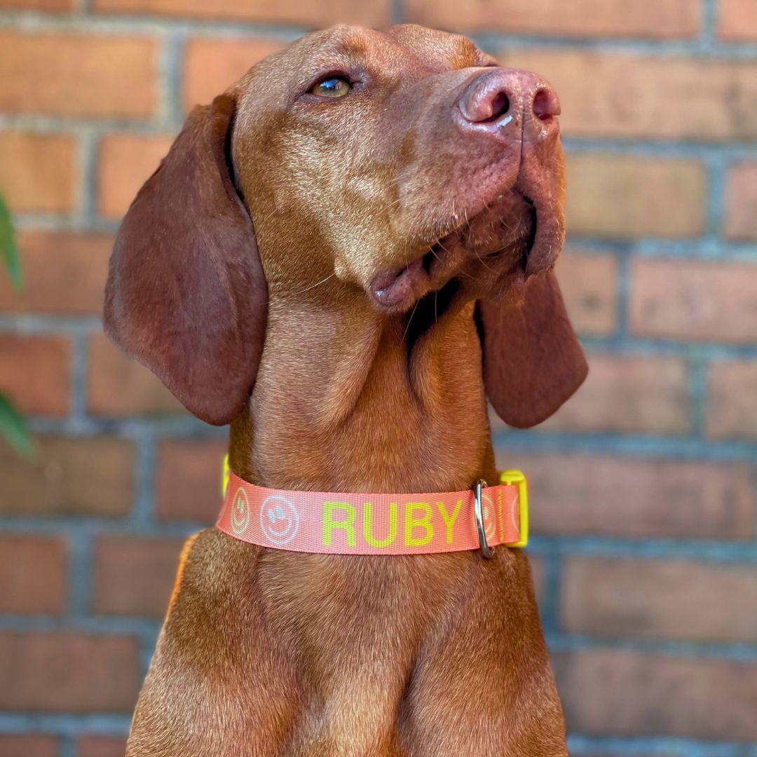 Lachsfarbenes Hundehalsband mit bunten Smiley-LED-Motiven und gelben Klickverschluss an einem Viszla.