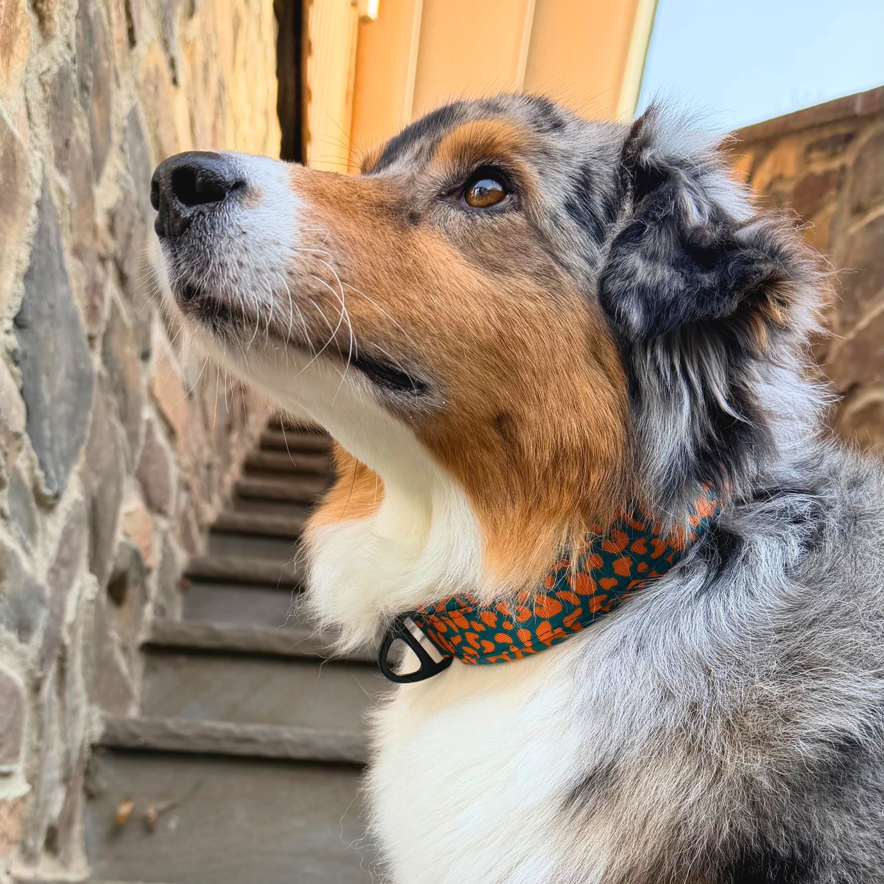Australian Shepherd mit Grün Orangenem Hundehalsband