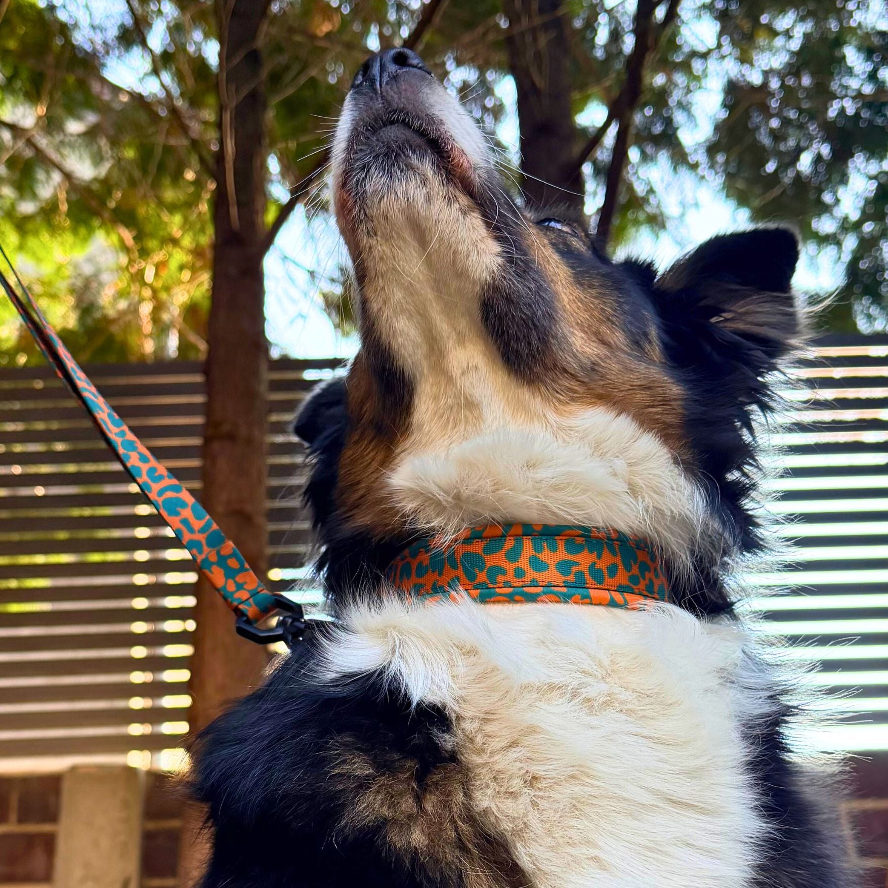 Nahaufnahme einem Hundehalsbands im Leopard Muster in Orange Grün an einem Australian Shepherd