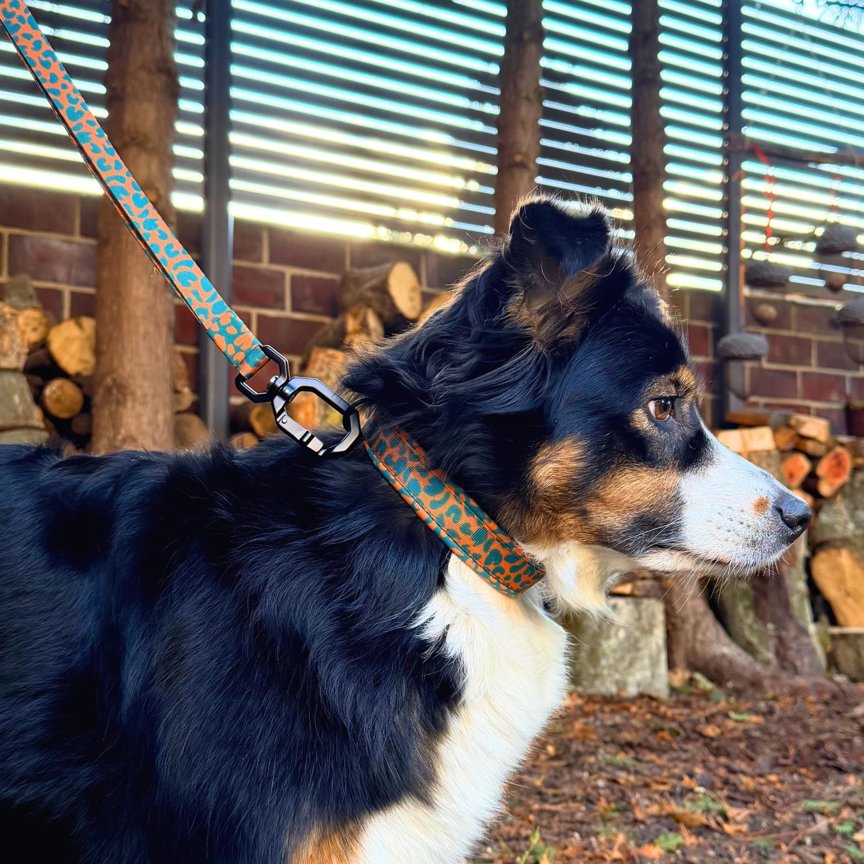 Australian Shepherd mit Hundehalsband und Hundeleine in Leoparden Muster in Orange und Grün