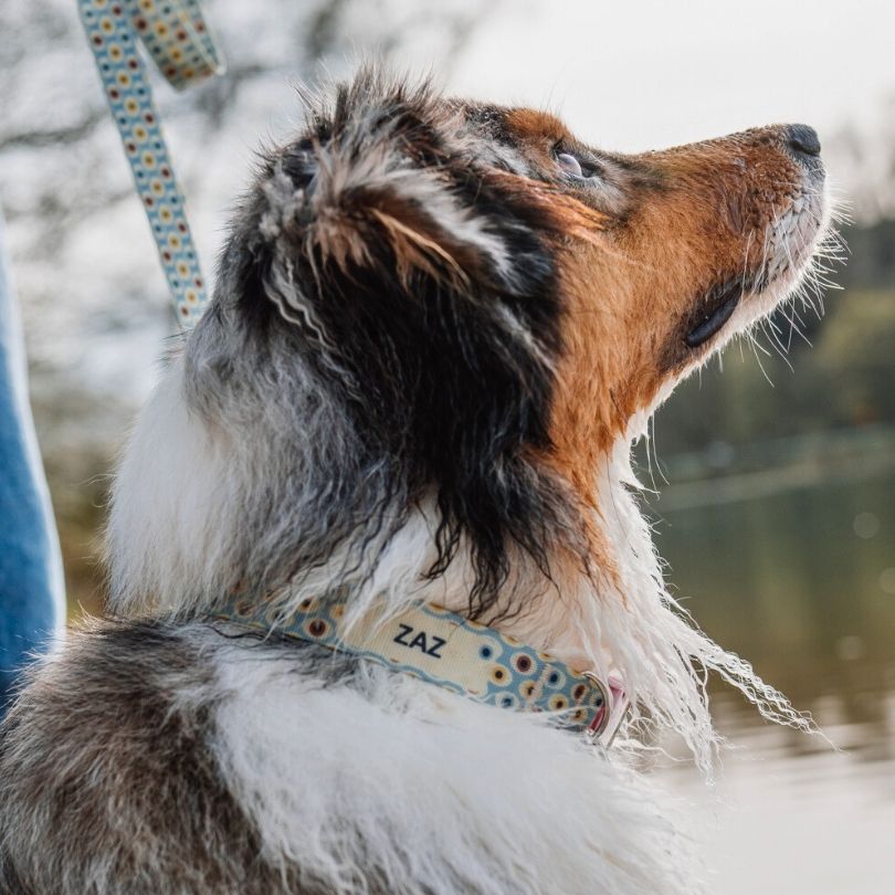 Personalisiertes Hundehalsband in Nahaufnahme, getragen von einem Australian Shepherd Hund in bunten Augen orientalisch von sheppie