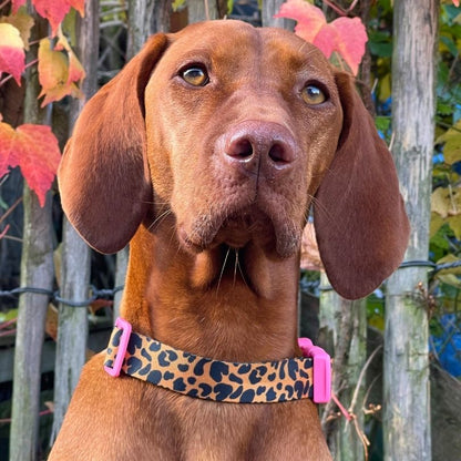 Personalisiertes Hundehalsband in Nahaufnahme, getragen von einem Viszla Hund in Animal Print Leopard von sheppie