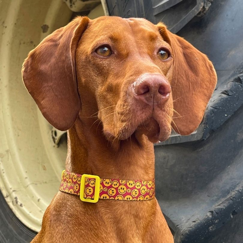 Personalisiertes Hundehalsband in Nahaufnahme, getragen von Viszla Hündin Ruby mit gelbenen Smileys von sheppie