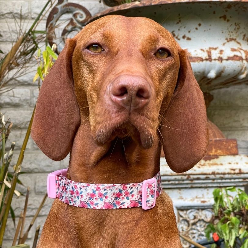 Personalisiertes Hundehalsband in Nahaufnahme, getragen von einem Viszla Hund in pink weiß mit Kirschblüten von sheppie