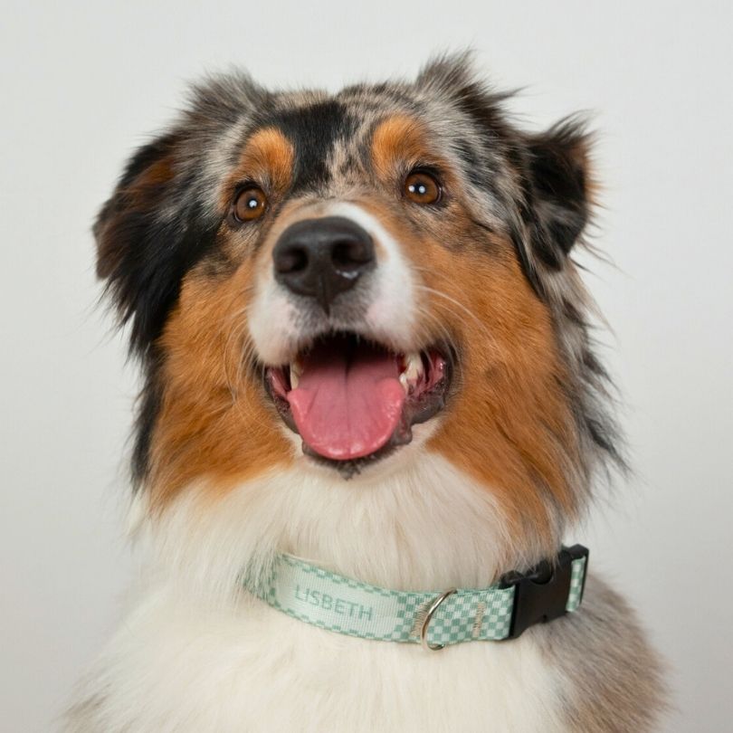 Personalisiertes Hundehalsband in Nahaufnahme, getragen von einem Australian Shepherd Hund in mint Schachbrett Muster von sheppie